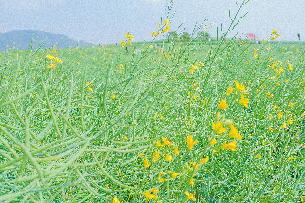 2月光明小镇欢乐田园半日游及外食(白玉串城)
