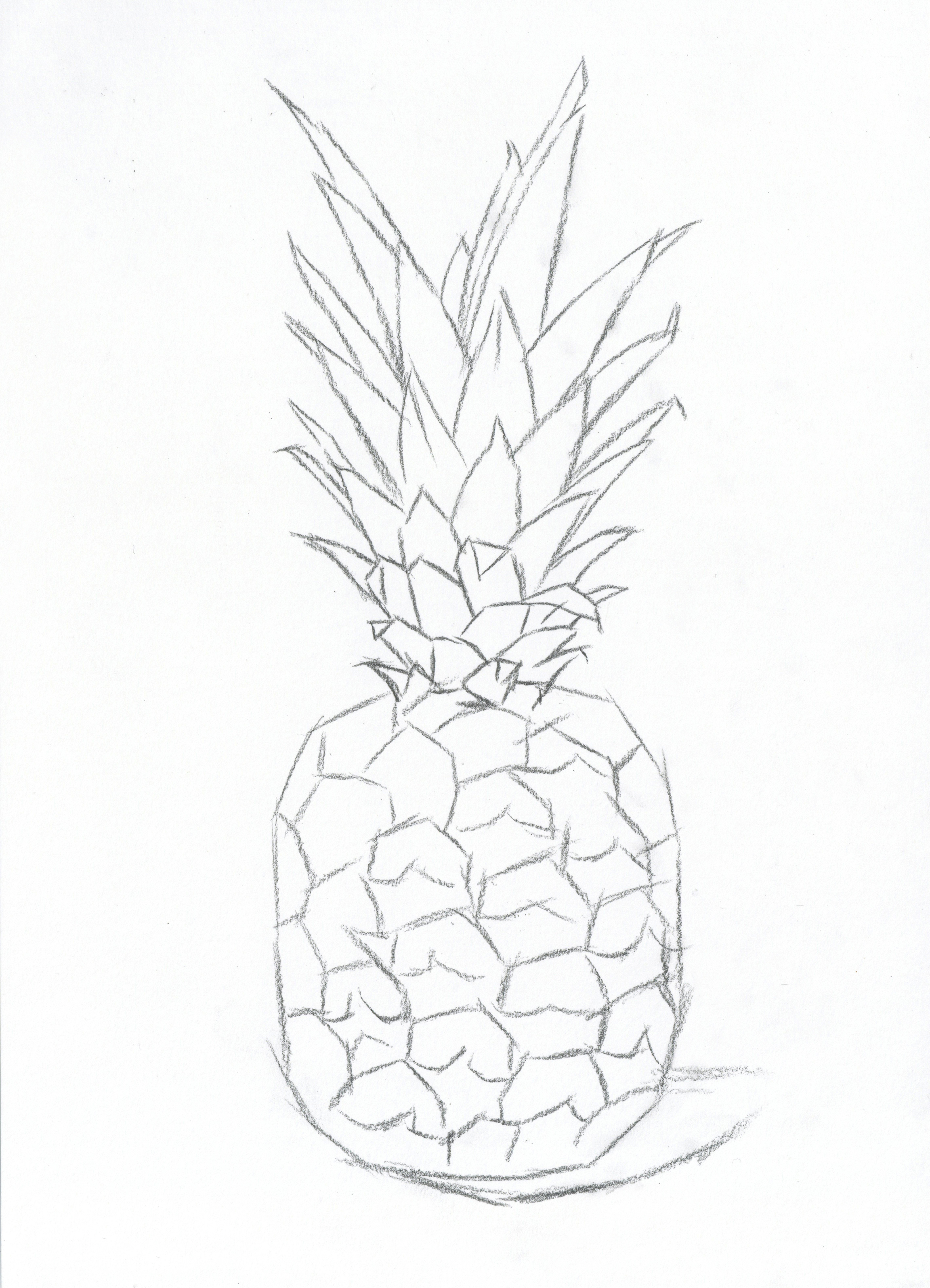 菠萝结构素描图片