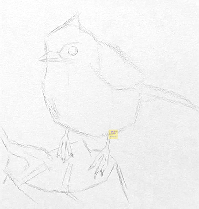 素描小鸟绘画详细步骤