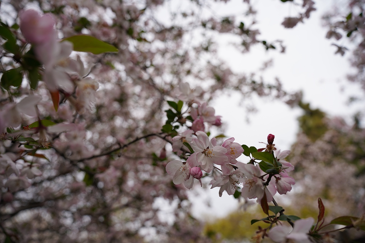 南京莫愁湖公园