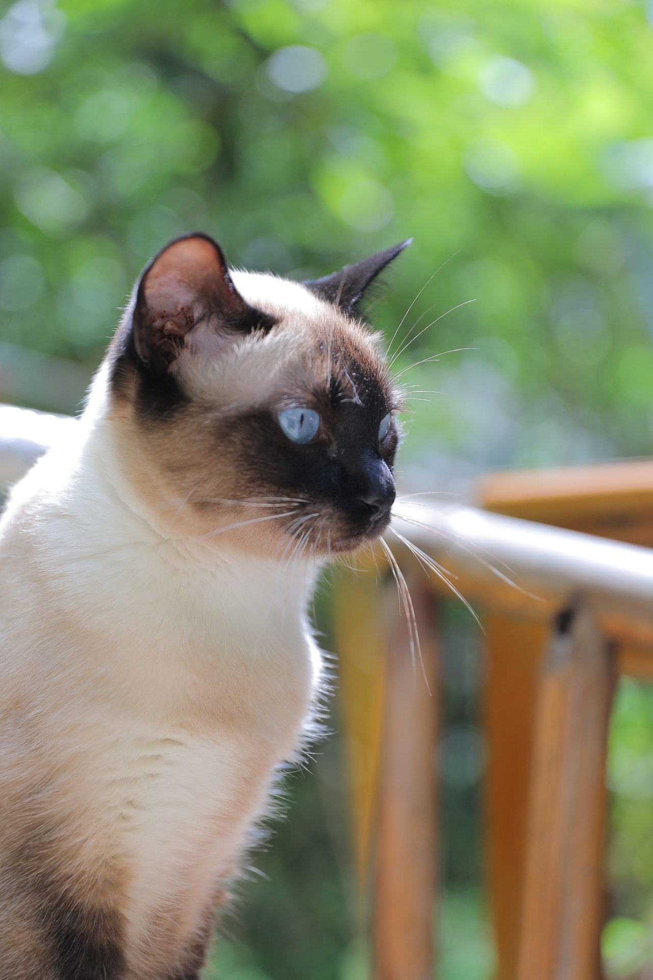 原创/摄影/宠物摄影（图ZMzY5NTcwMTUy） - 宠物摄影 - 站酷设计师zpping123原创素材 - 站酷ZCOOL