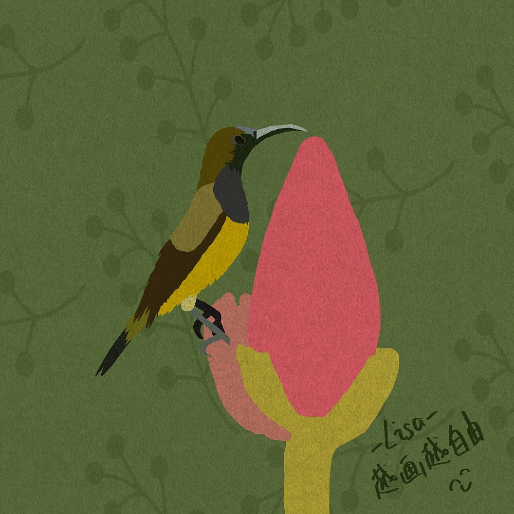 自由插画师可以为世界做些什么—81只鸟作品集