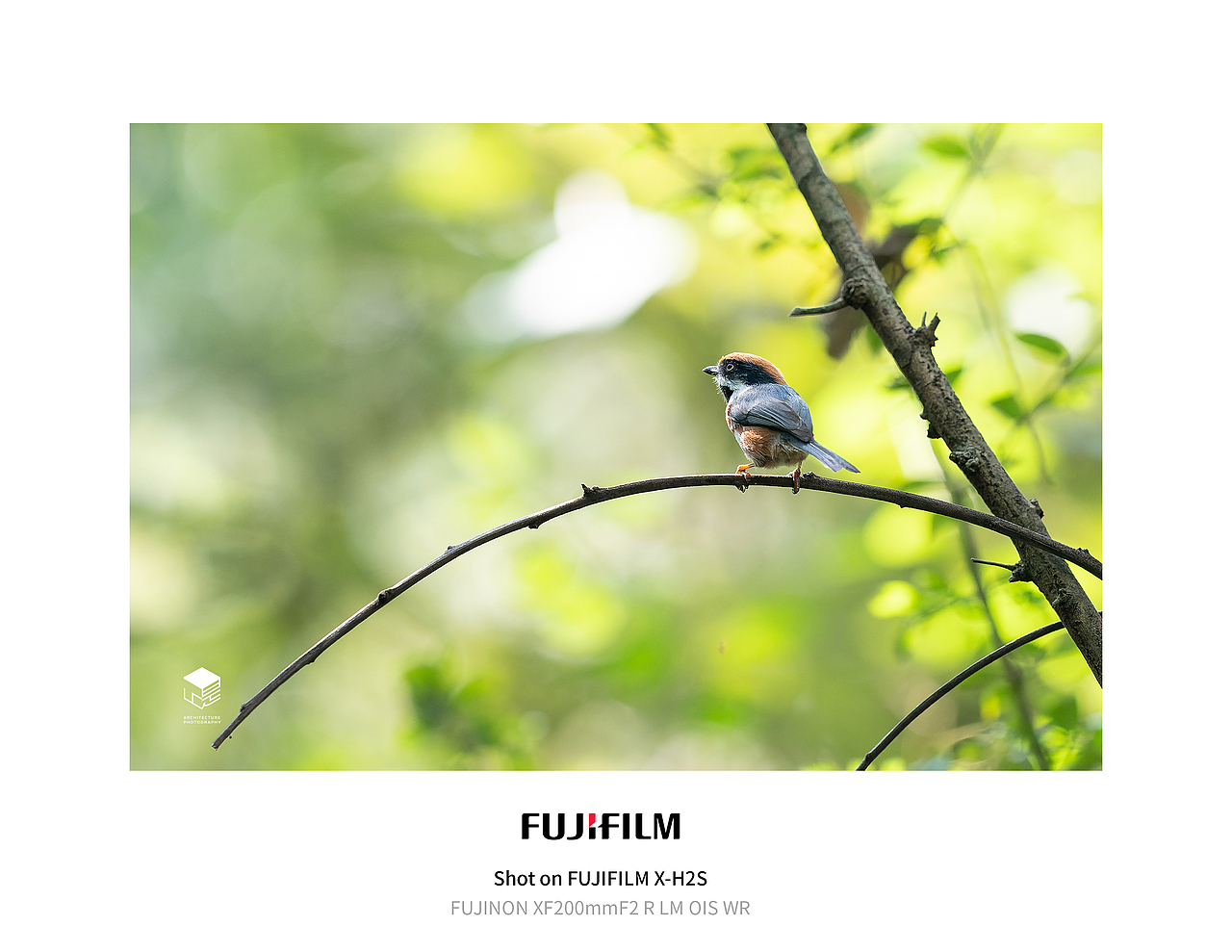 城市自然生态|鸟类(多图)