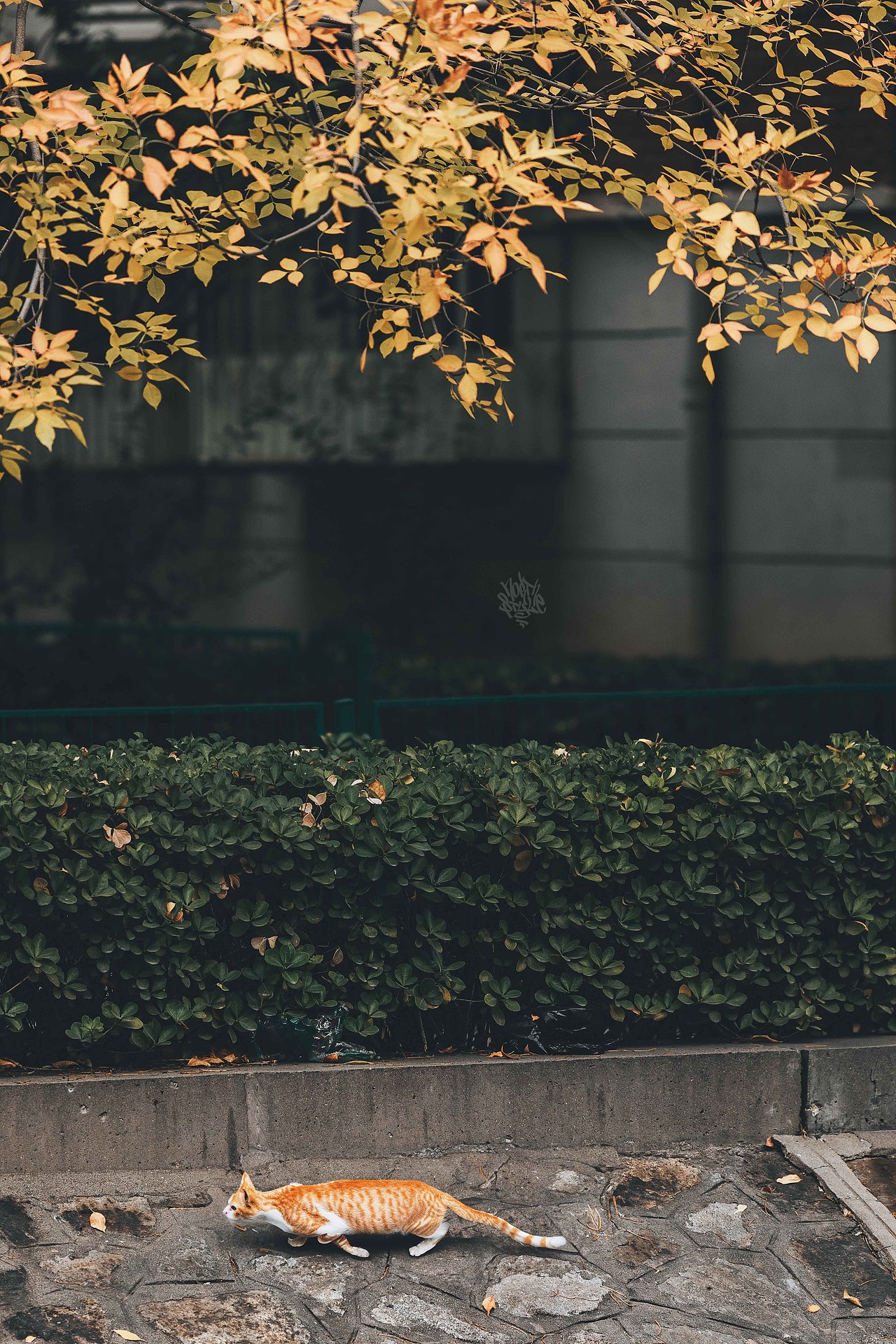 比秋色更美的是 当秋色遇上喵咪（图ZMzU1NzQ5OTMy） - 人文/纪实摄影 - 站酷设计师北武原创素材 - 站酷ZCOOL