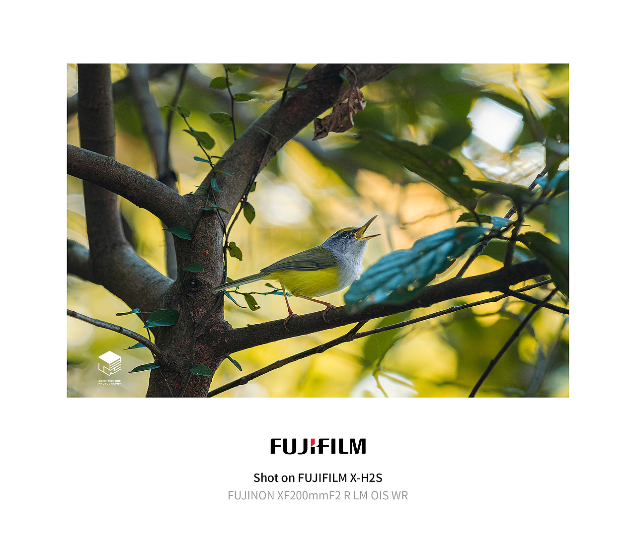 城市自然生态|鸟类(多图)