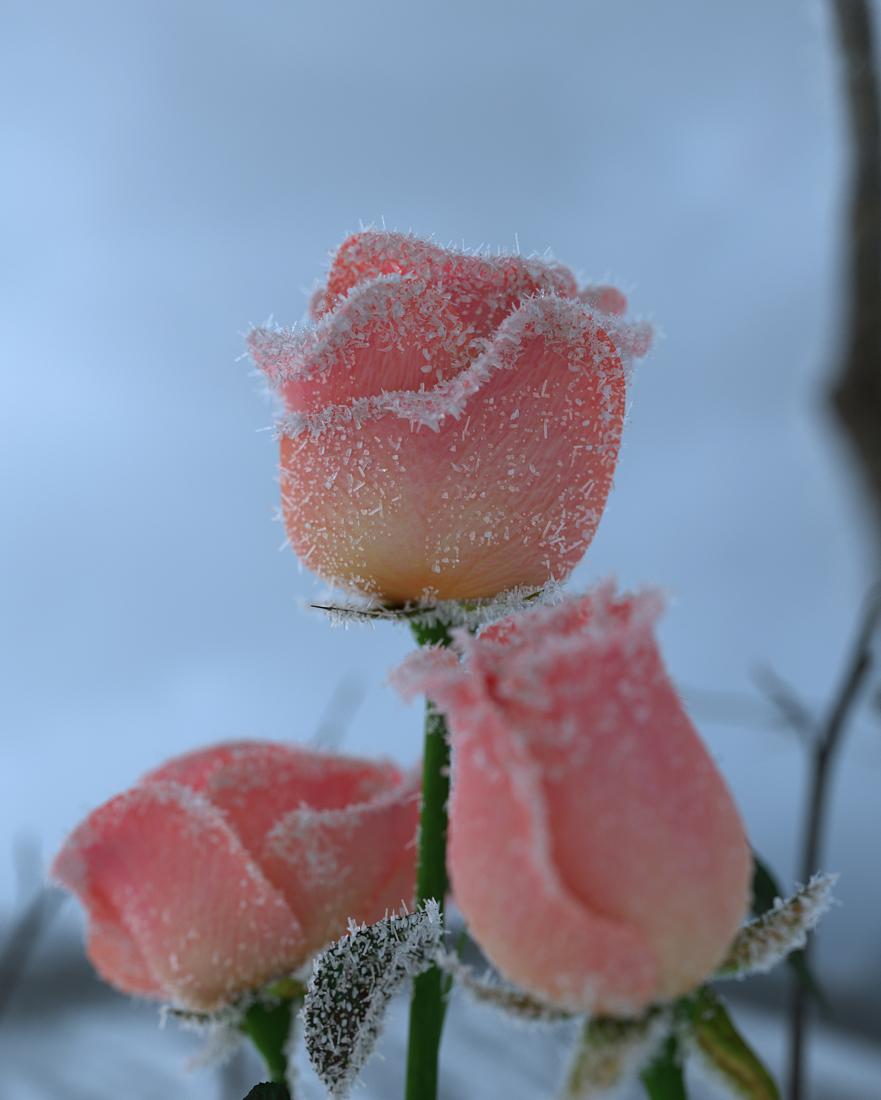 C4D渲染原创自然场景（图ZMzMyMDIzMzA0） - 场景 - 站酷设计师林大蛋原创素材 - 站酷ZCOOL