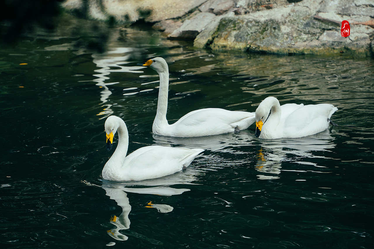 随手拍·广州动物园(鸟类)