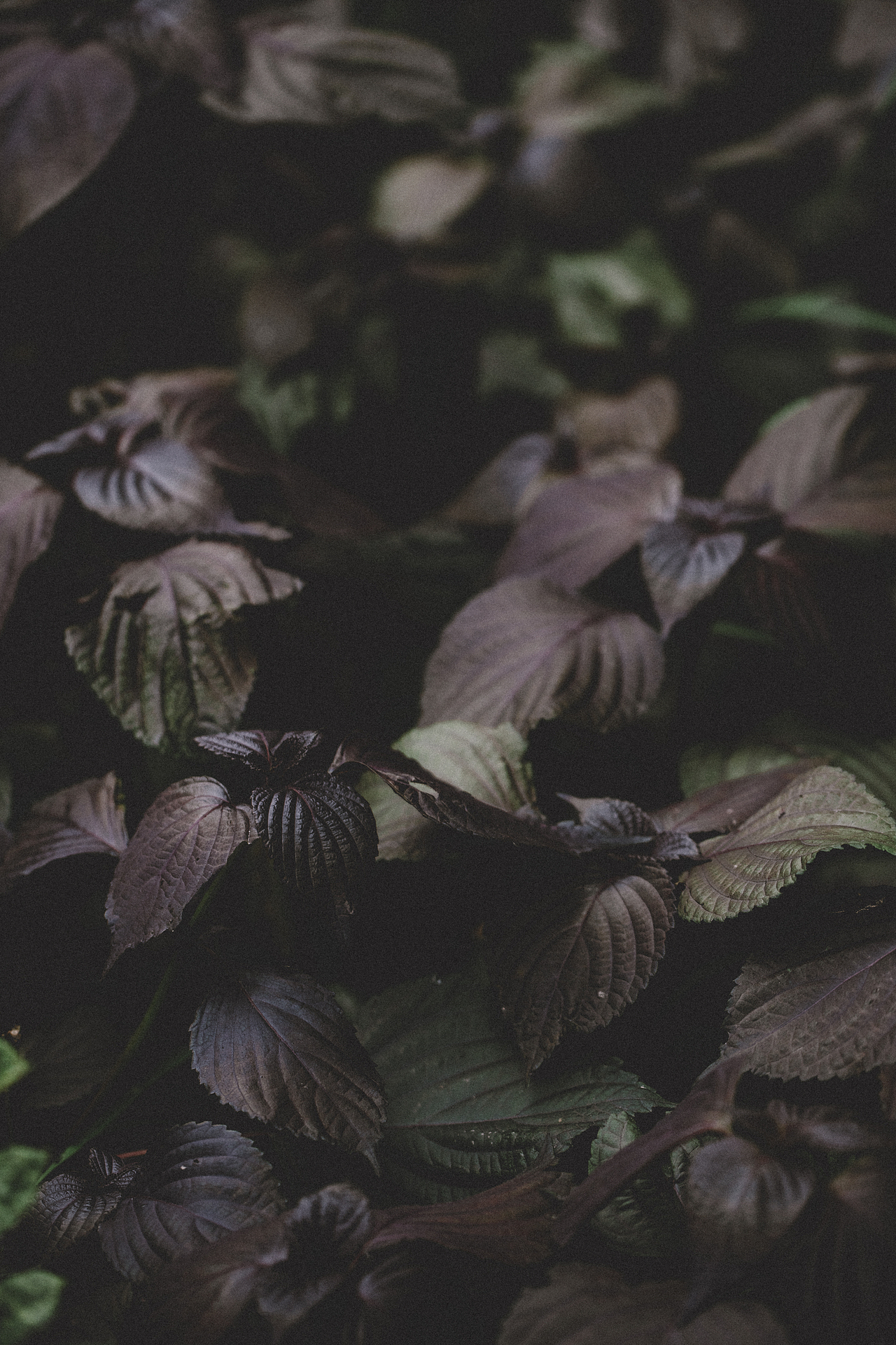 植物的夏天（图ZMzA5NDU5OTk2） - 风光摄影 - 站酷设计师贺班永合原创素材 - 站酷ZCOOL