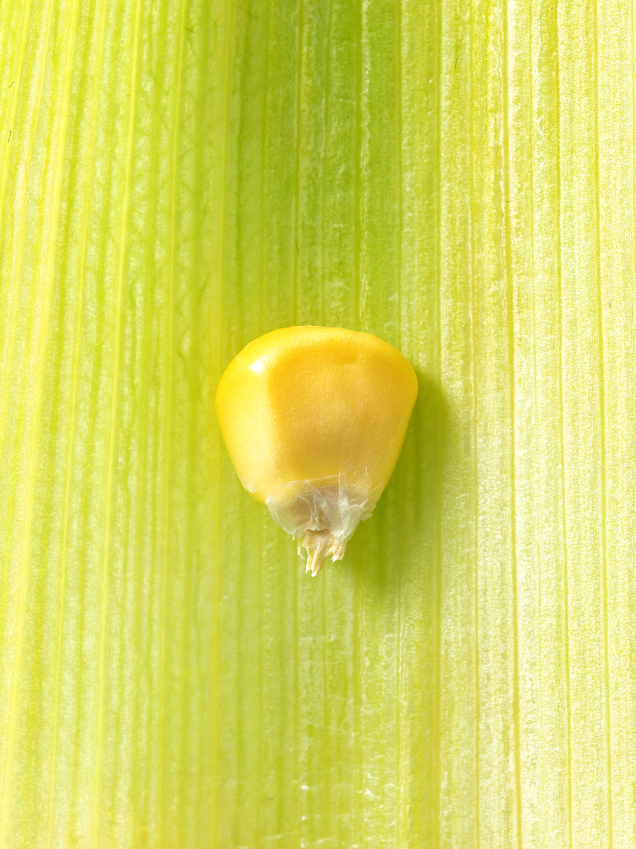 美食摄影| 南方人只爱甜玉米? 糯玉米达咩