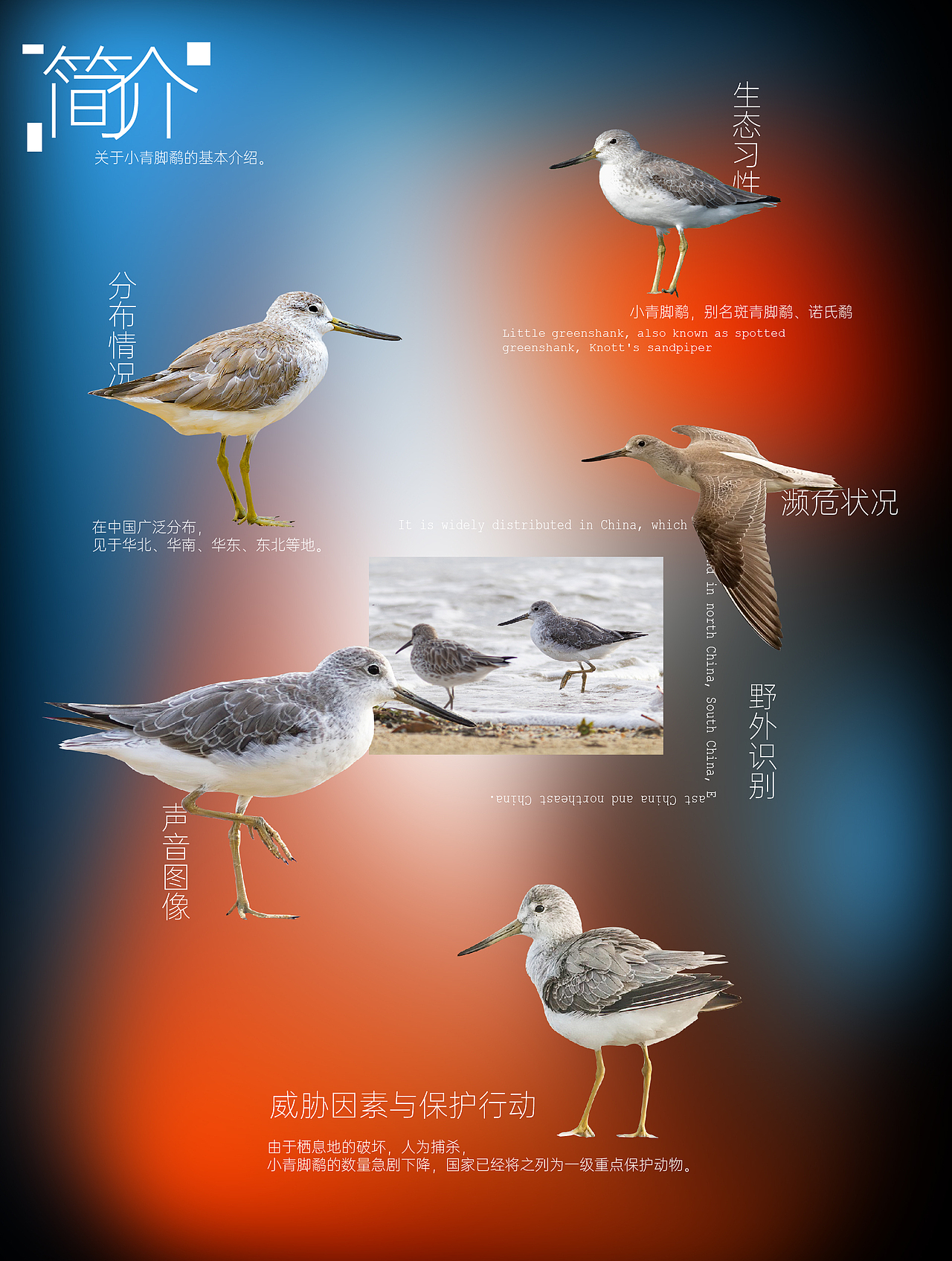 大湾区濒危鸟类信息可视化设计