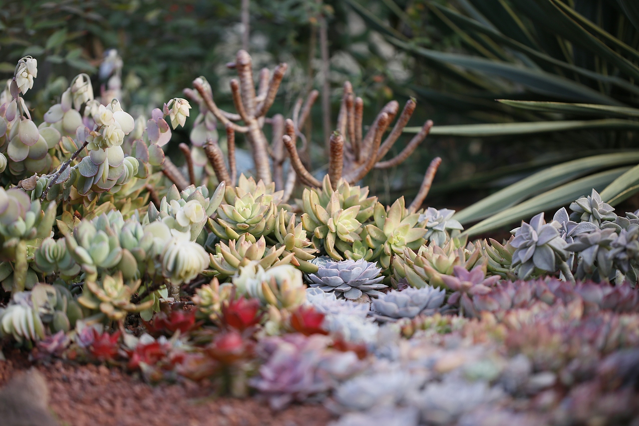 花至花园的多肉世界
