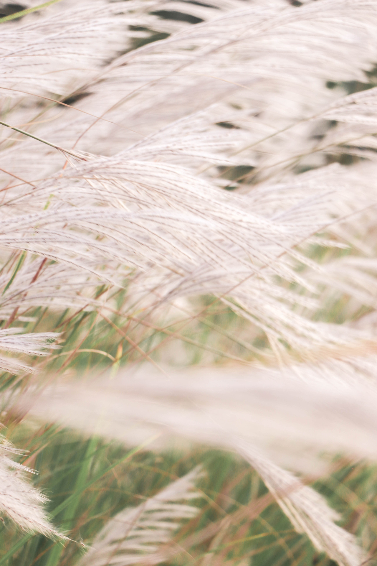 秋日芦苇（图ZMzM3OTg1NzQ4） - 风光摄影 - 站酷设计师林二三_原创素材 - 站酷ZCOOL