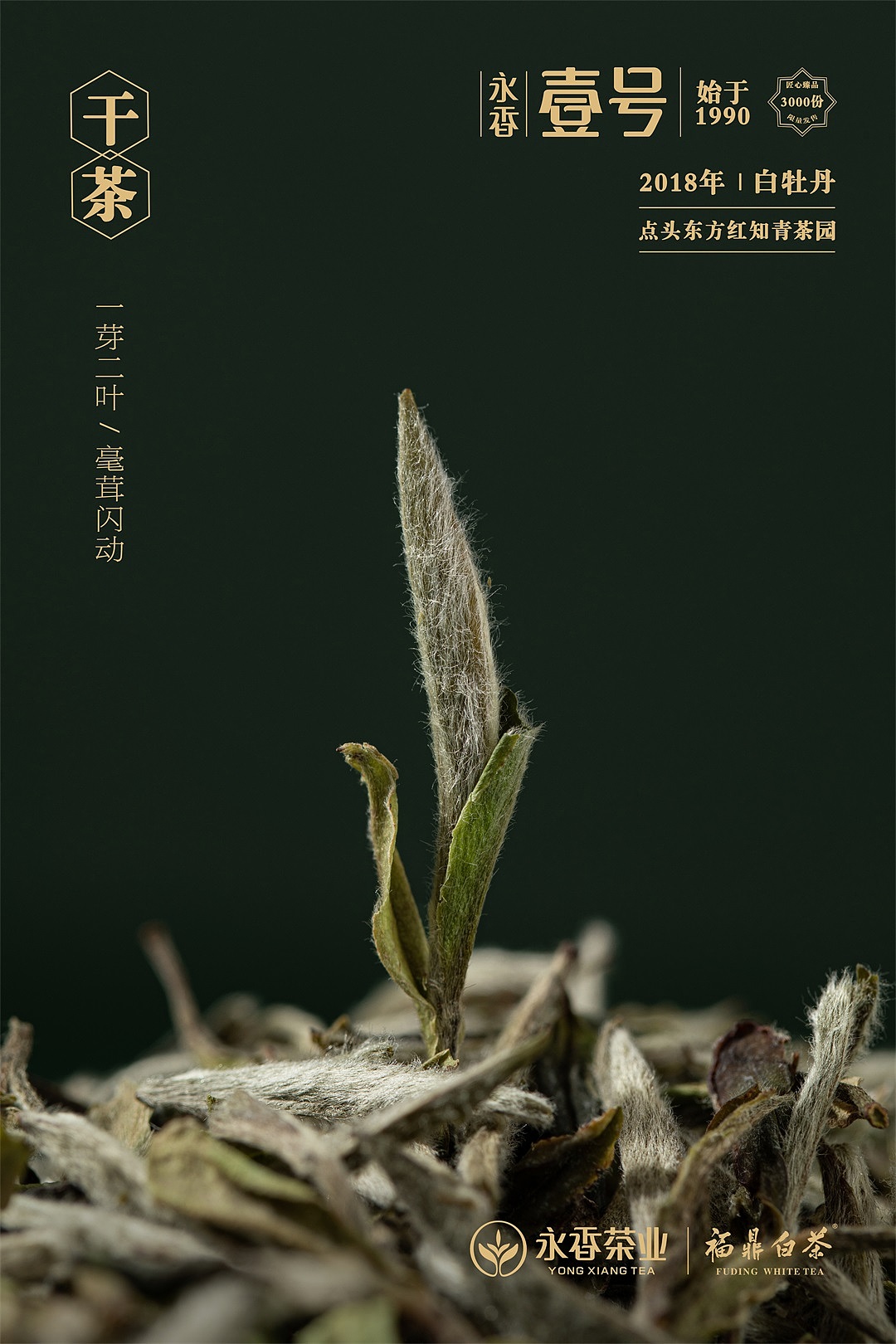 壹号——福鼎白茶产品拍摄