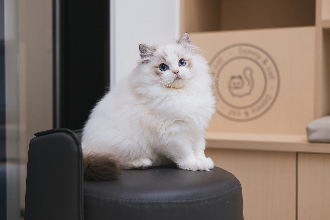 克查2023猫片盘点（图ZMzU4ODQ3MTIw） - 宠物摄影 - 站酷设计师克查原创素材 - 站酷ZCOOL