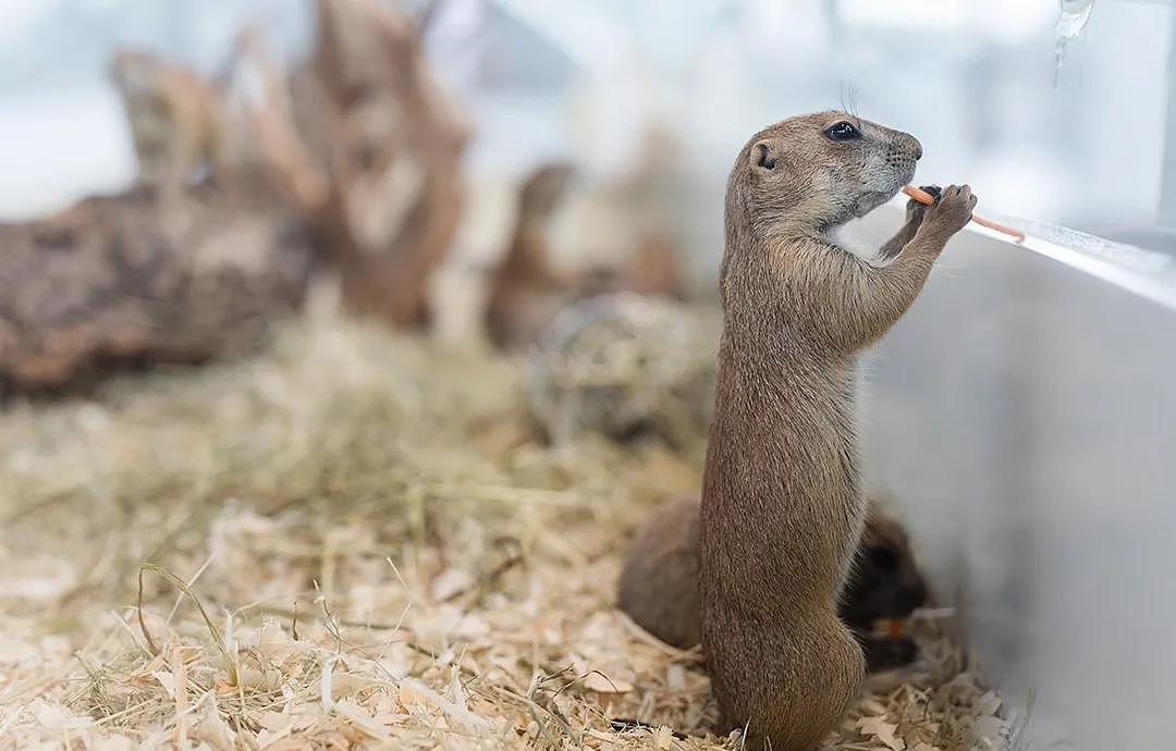 未本×极宠家：什么样的宠物店才能戳中铲屎官的心（图ZMzA4NzI1NTI4） - 商业空间设计 - 站酷设计师未本共生原创素材 - 站酷ZCOOL