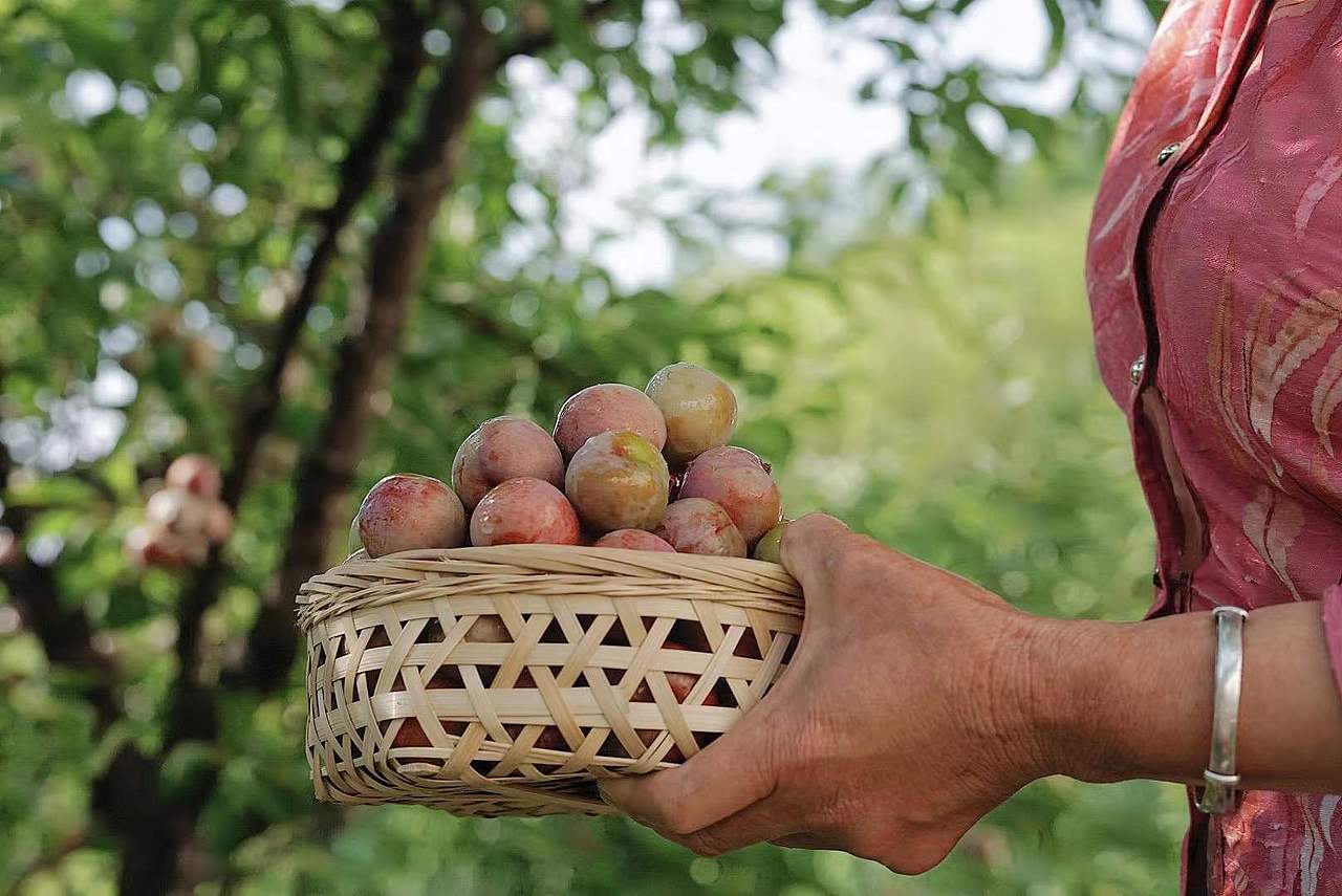 关于夏天的味道（图ZMzA3MTM4MDgw） - 其他摄影 - 站酷设计师日光山野原创素材 - 站酷ZCOOL