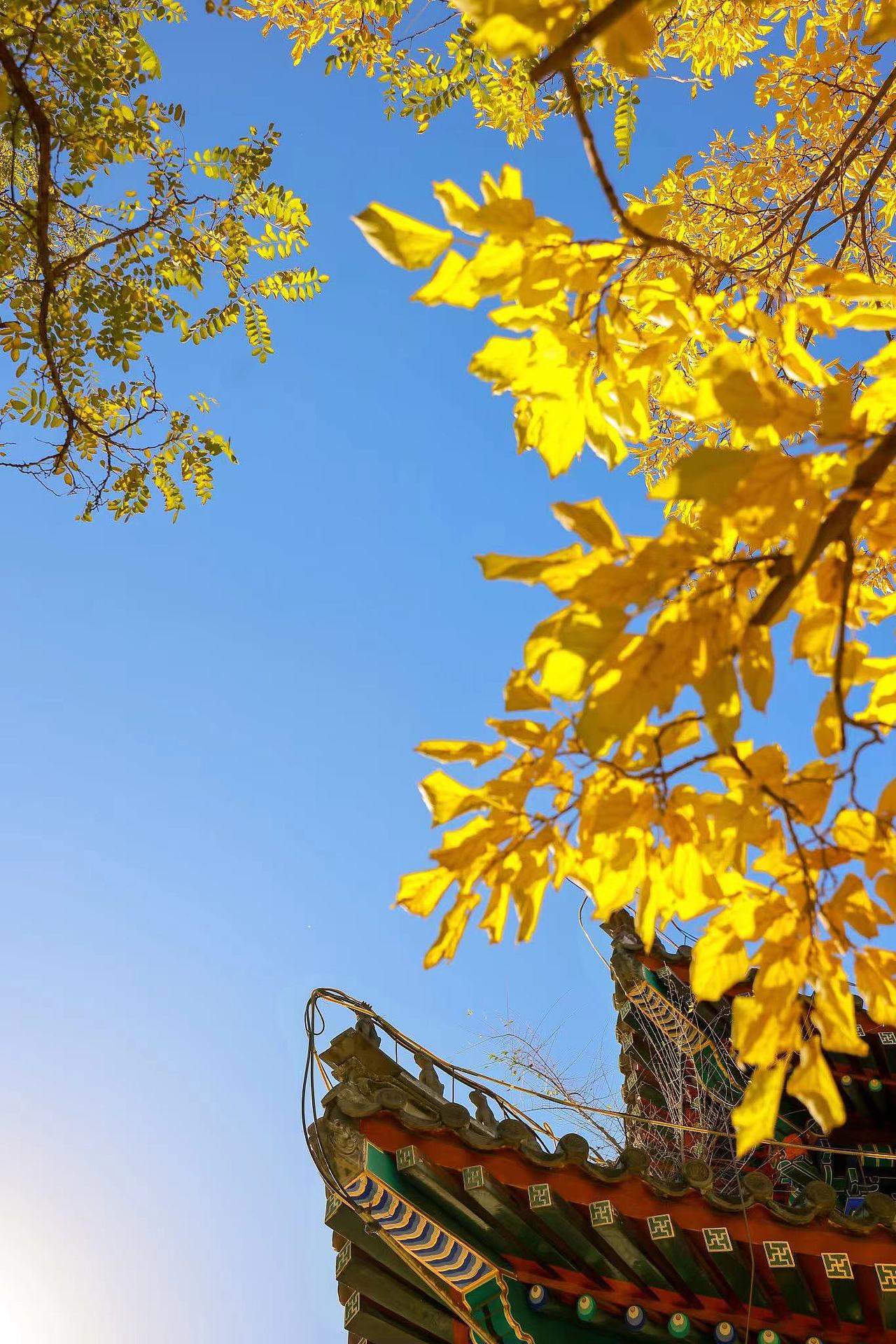 来圆明园品味北京的秋天吧