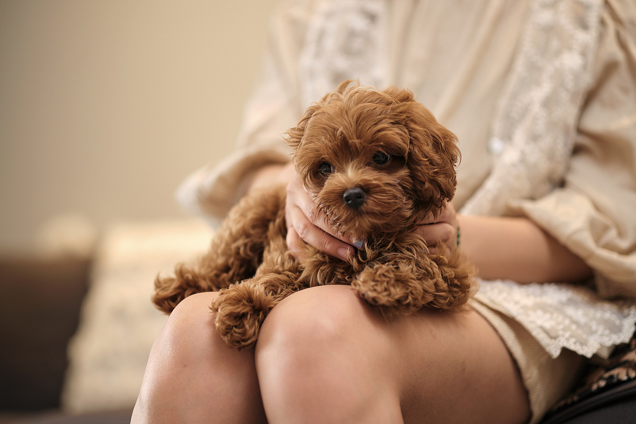 马尔济斯大奶狗