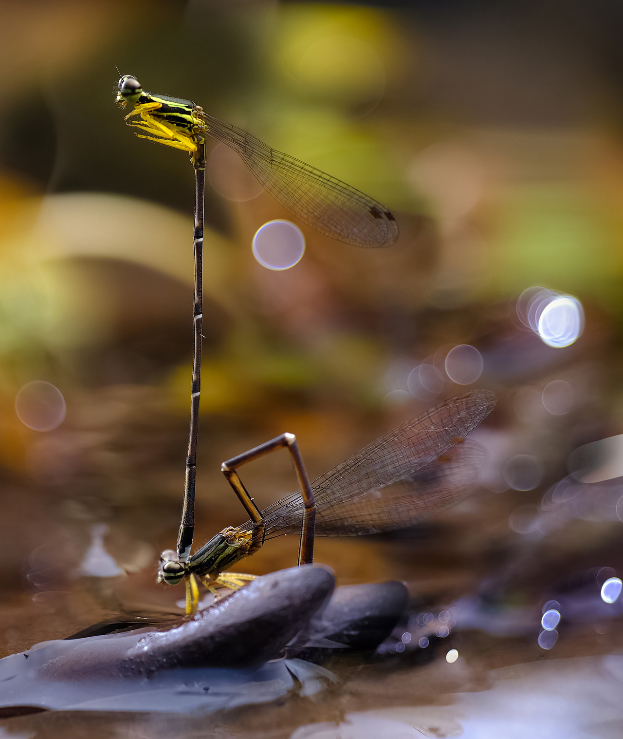 泡泡生态微小品