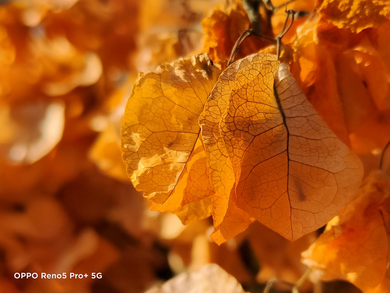 一月|OPPO Reno5 Pro+