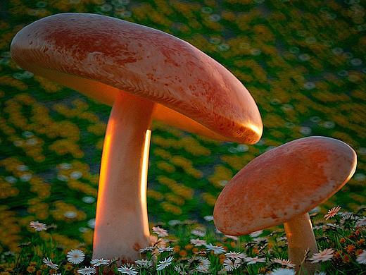 Octane Render For C4D植物渲染练习（个人主页-ZMzE4OTU4NTY=） - 场景 - 站酷设计师C4D爱好者21原创素材 - 站酷ZCOOL