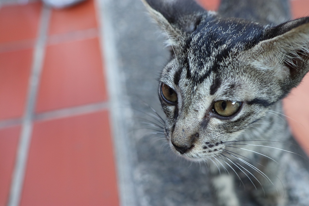 【摄影】Indonesia