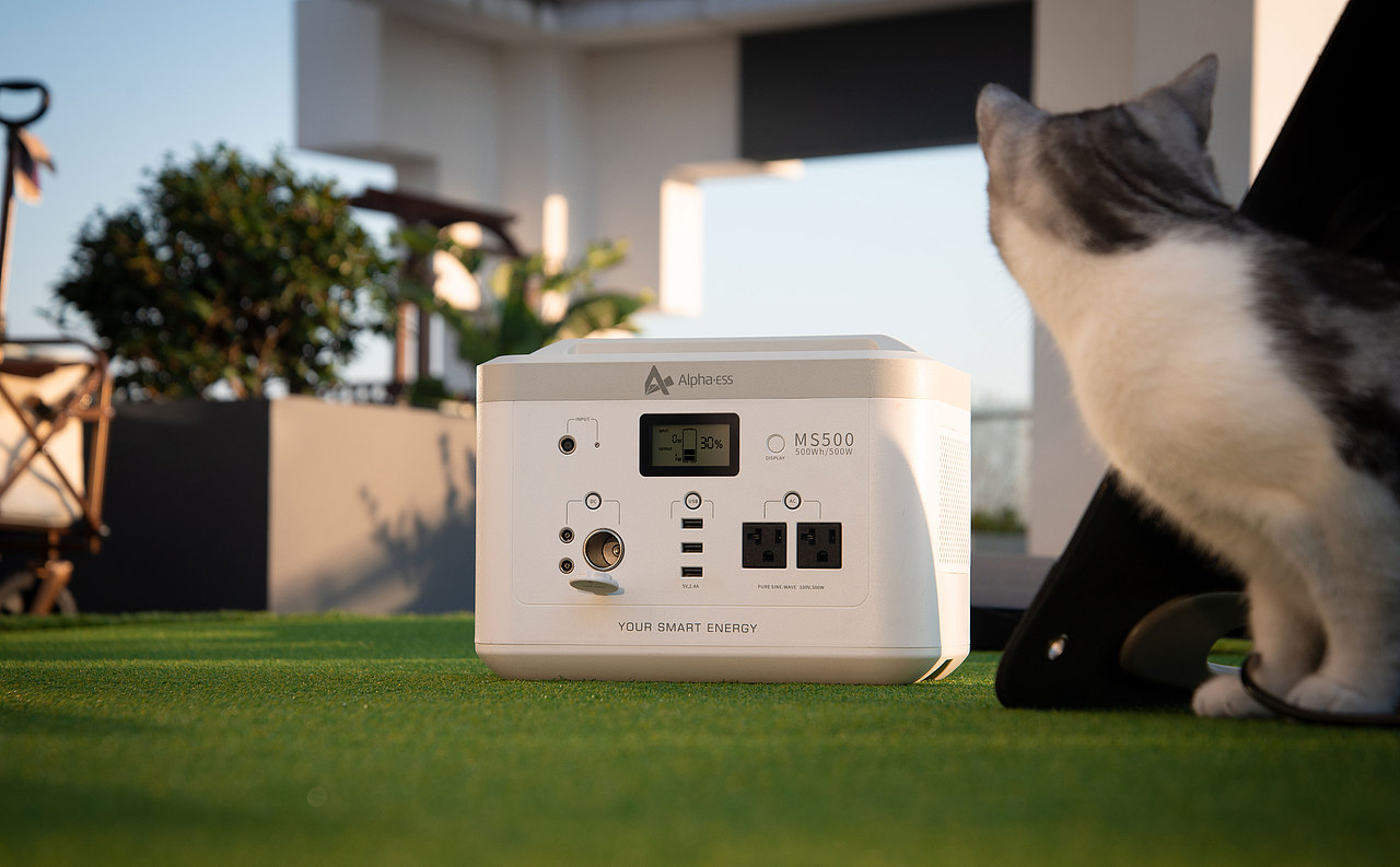 拍一拍自家的猫