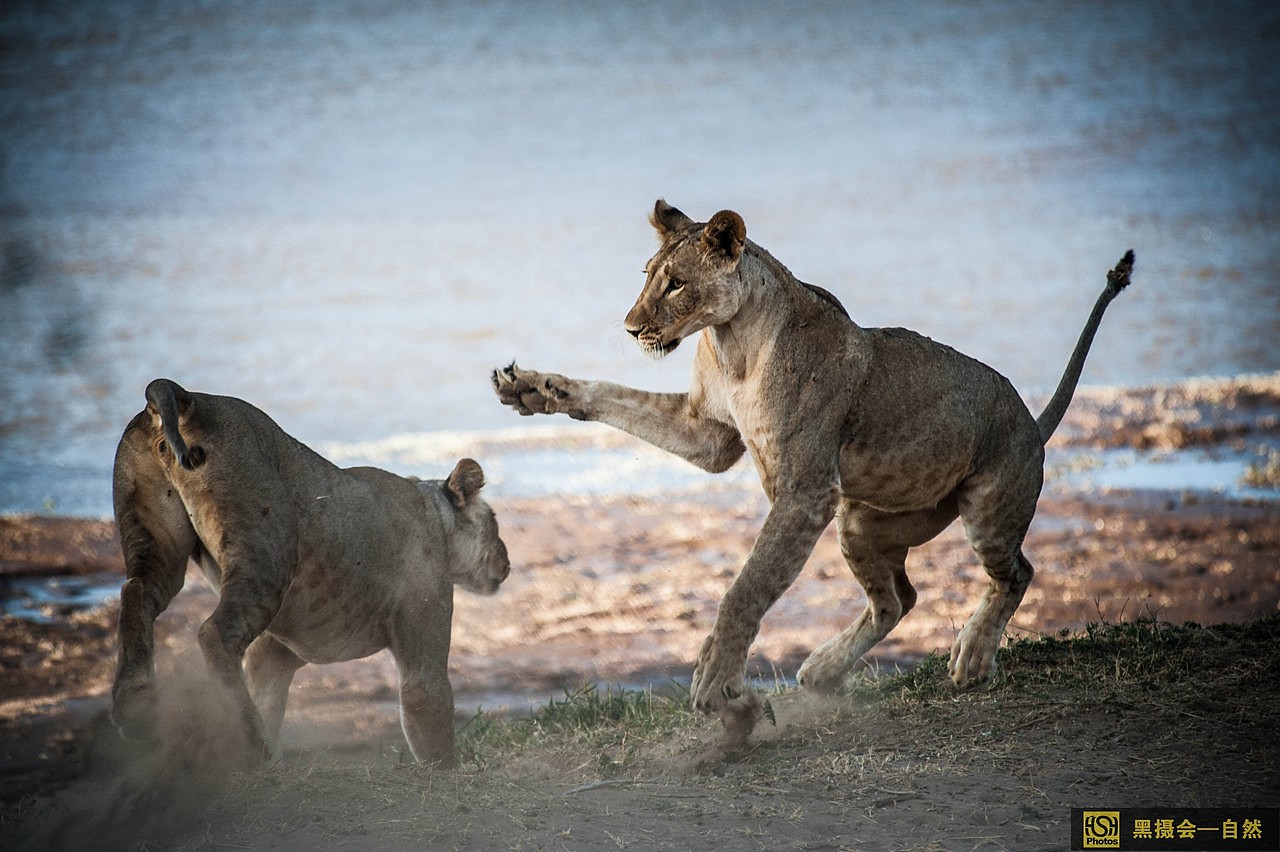 两头母狮子在打斗,嬉闹。