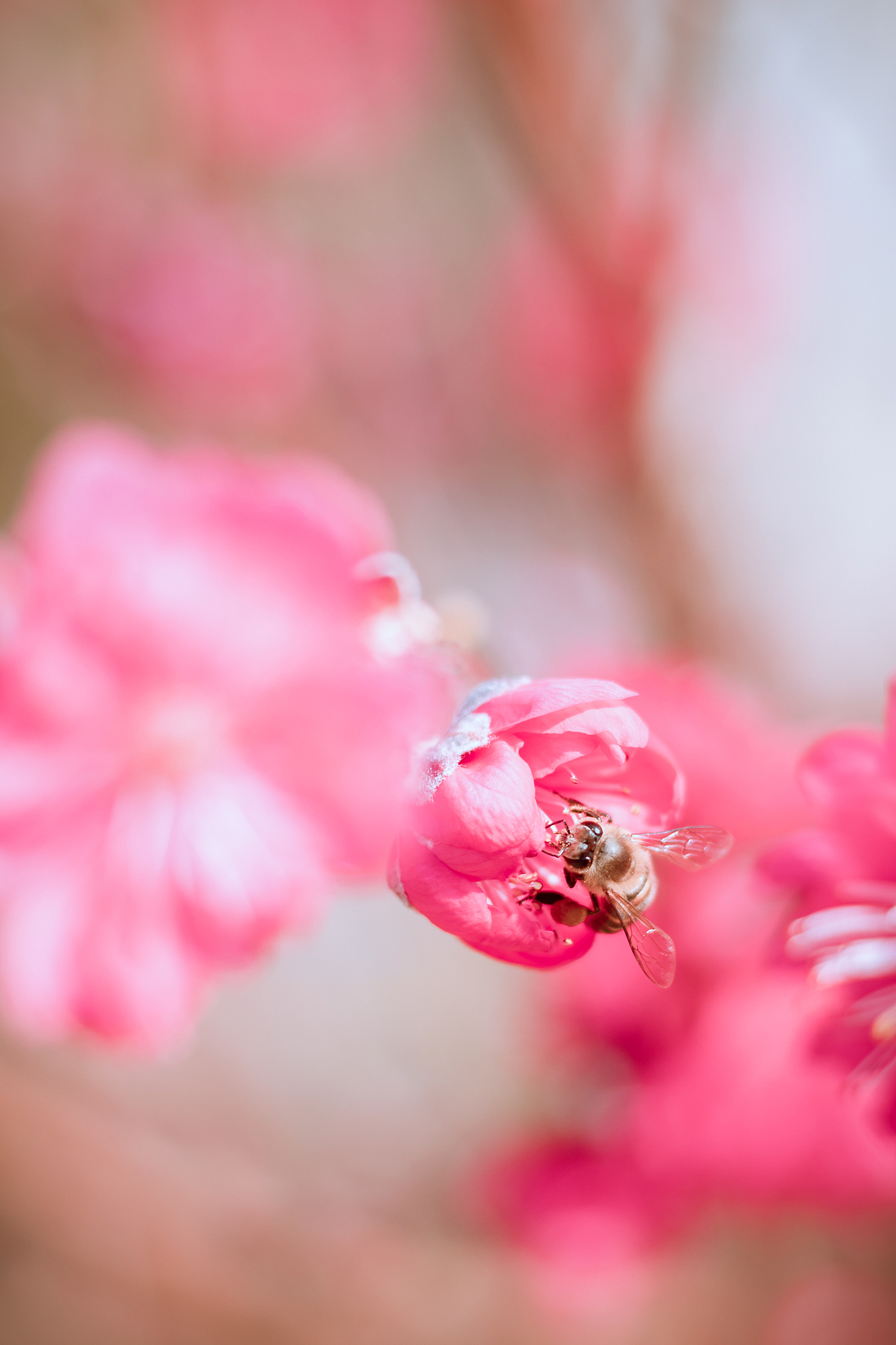 20190127 广州石马桃花园（图ZMTQzMzgxODQ0） - 风光摄影 - 站酷设计师Air416原创素材 - 站酷ZCOOL