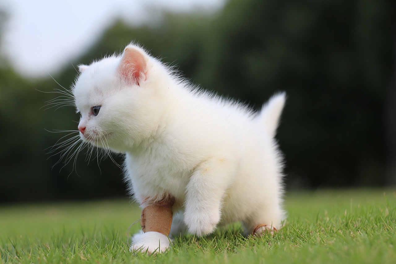 803英短纯白-公-34day478g