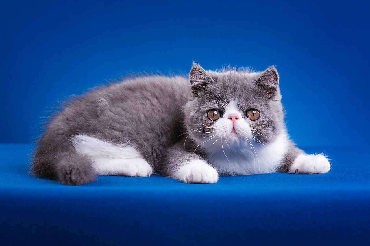 异国短毛猫柿饼儿和他的孩子们（图ZMTUyNTQ2MzE2） - 宠物摄影 - 站酷设计师克查原创素材 - 站酷ZCOOL