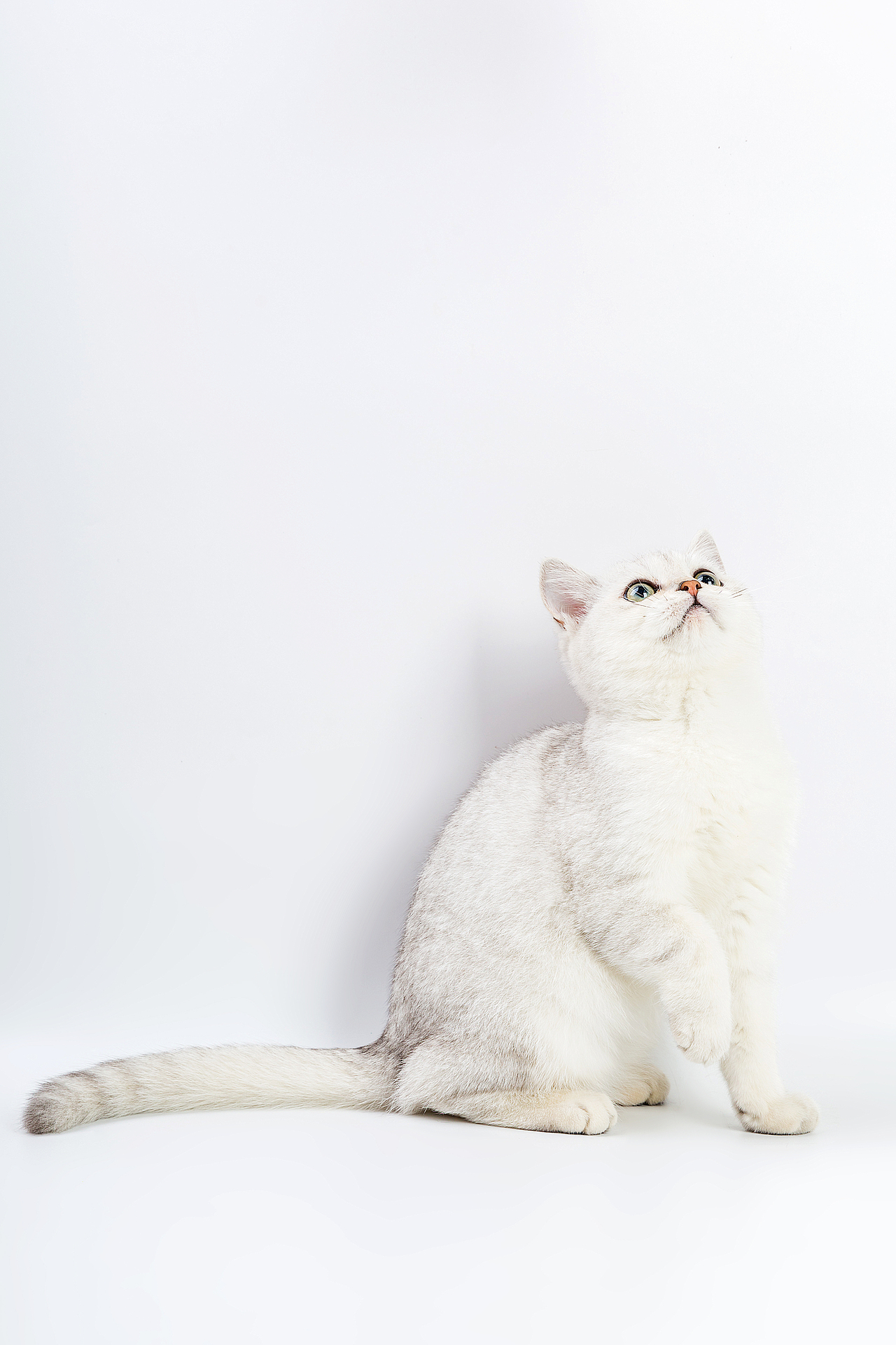 宠物猫美短幼猫白底摄影