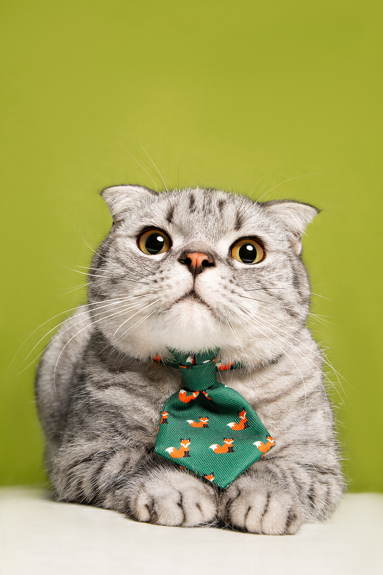 【動物照相館】美短