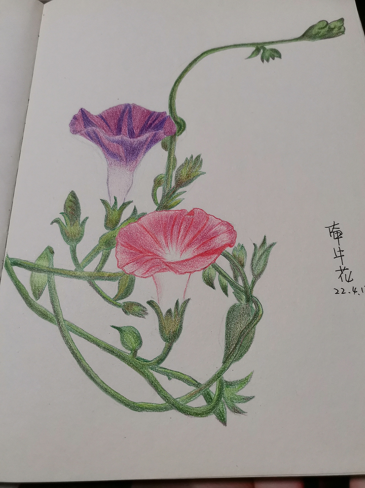 彩铅画临摹——牵牛花