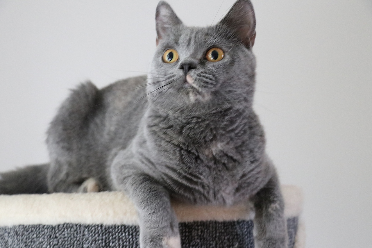 沐米猫舍 种猫mm-英短蓝乳色-阿萝-英国短毛猫