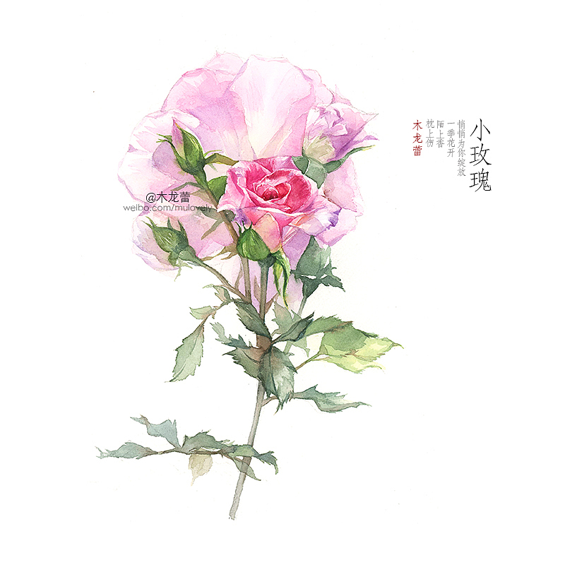 【水彩画 · 嫣粉小玫瑰】一季花开 陌上香