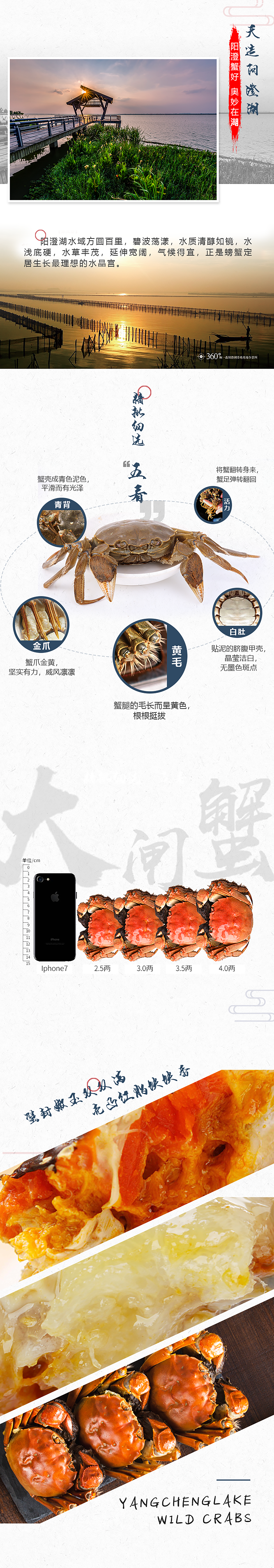 阳澄湖大闸蟹-落地页设计（图ZMTI3NjQ2OTY0） - 运营设计 - 站酷设计师DoubleQ0703原创素材 - 站酷ZCOOL