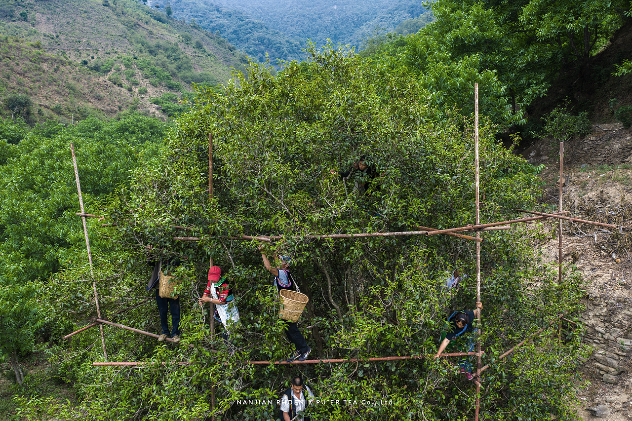 鑫凤凰凤凰沱茶品牌升级&伴手礼包装设计（图ZMTcwNjAwOTc2） - 品牌 - 站酷设计师無非Brand原创素材 - 站酷ZCOOL