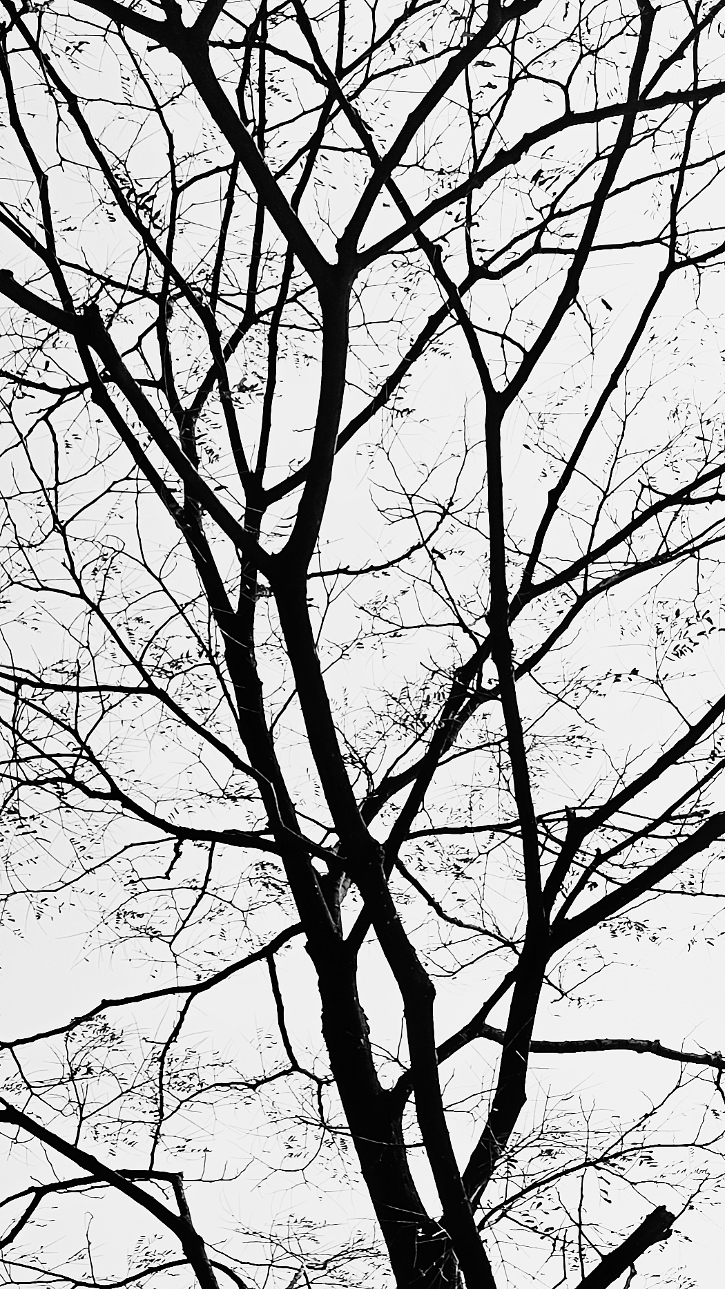 摄影 | 早春不过一棵树（图ZMjc1NDQ2NzUy） - 风光摄影 - 站酷设计师川行一原创素材 - 站酷ZCOOL