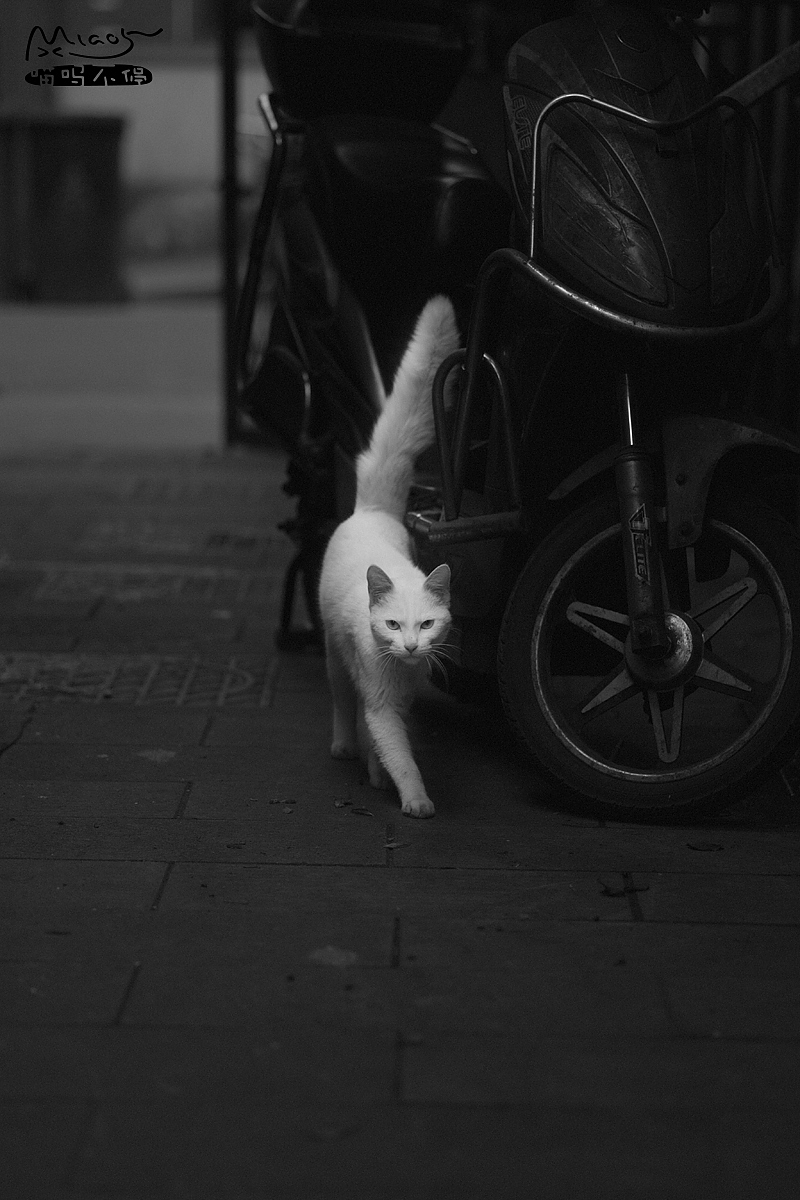 黑白光影世界里的喵星人~