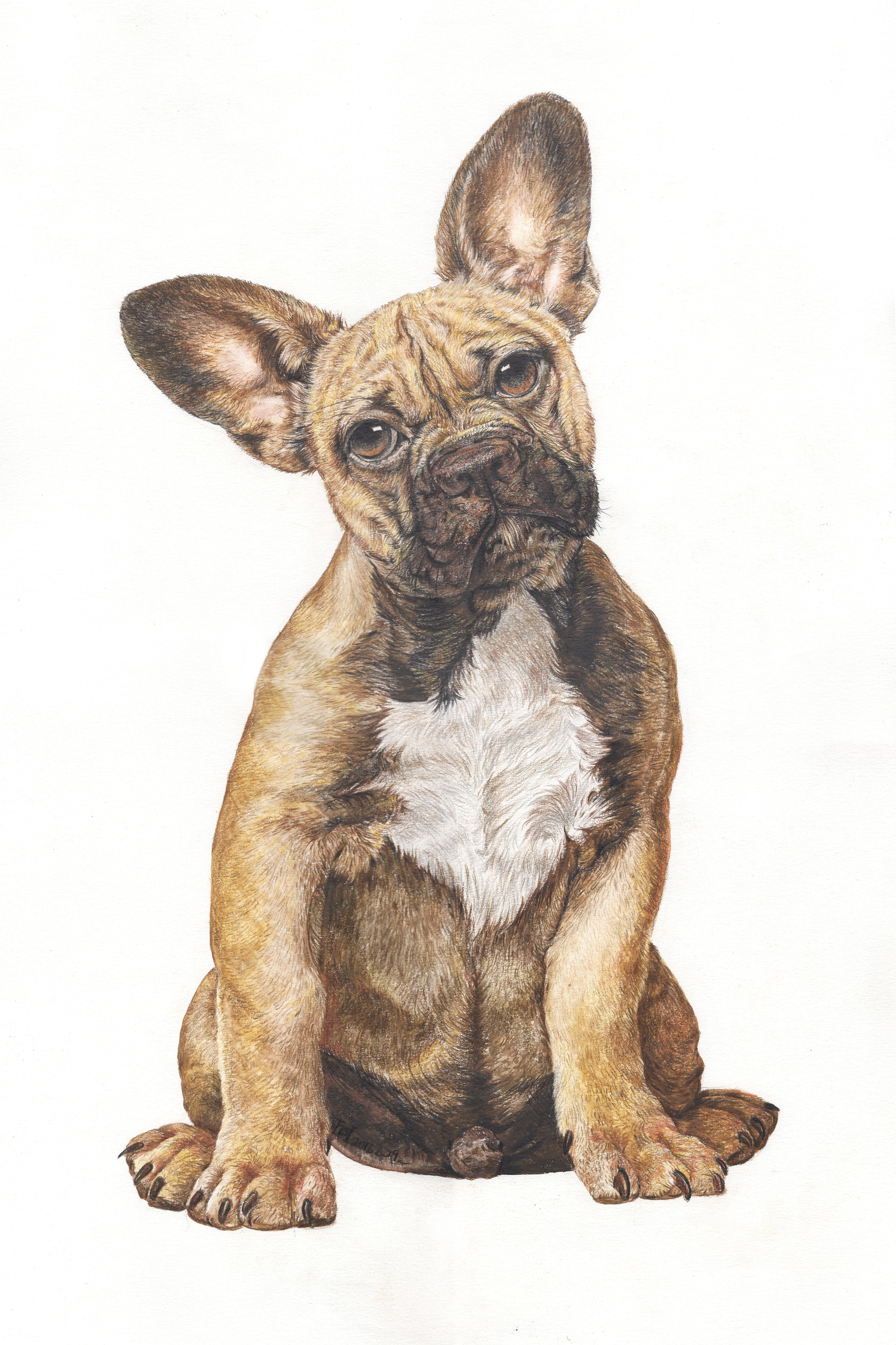 狗|纯艺术|彩铅|world渔 - 原创作品 - 站酷 (zcool)