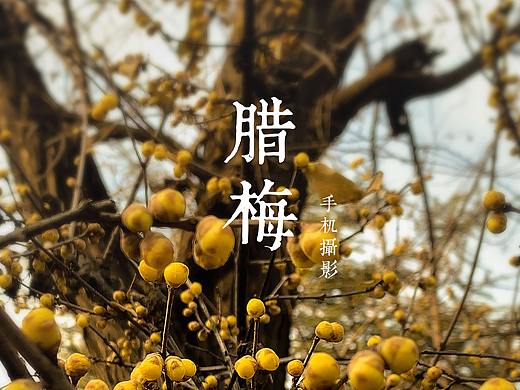 腊梅（个人主页-ZNTAxNzYzNTY=） - 产品摄影 - 站酷设计师NellsWZM原创素材 - 站酷ZCOOL