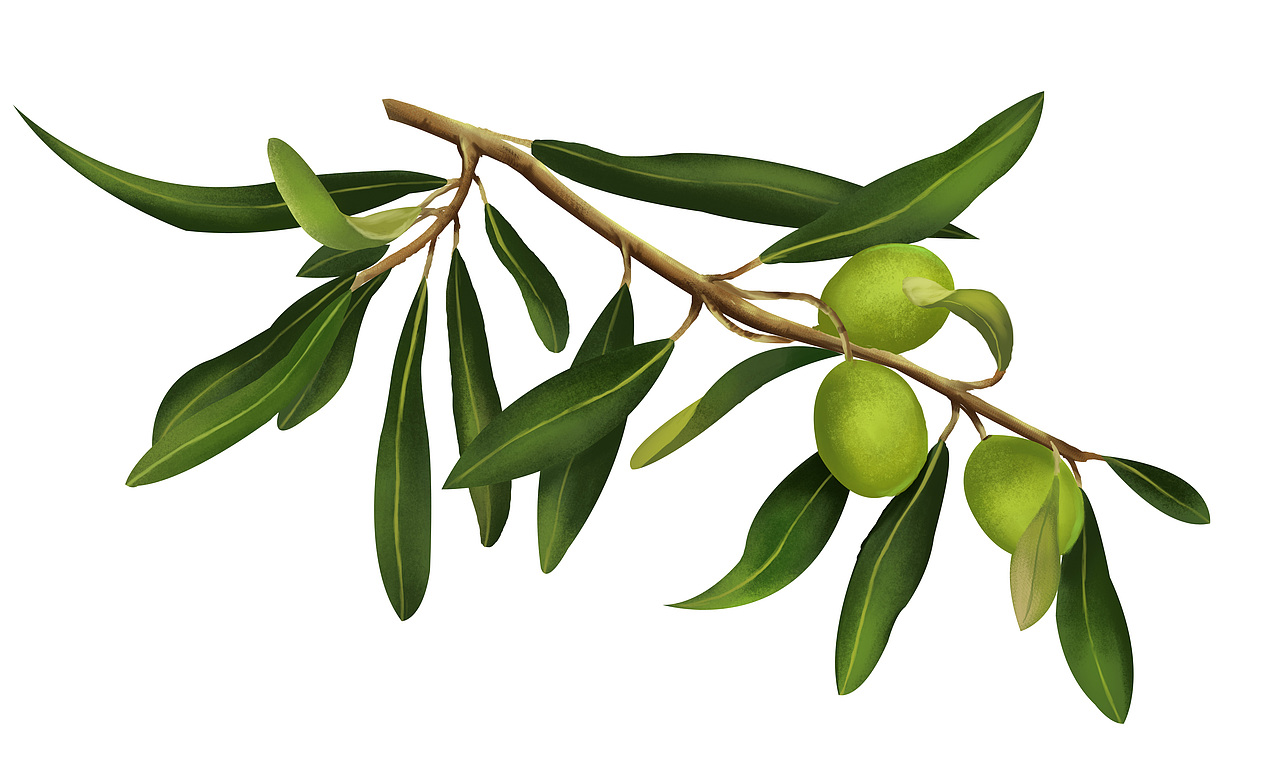 植物插画系列(三)