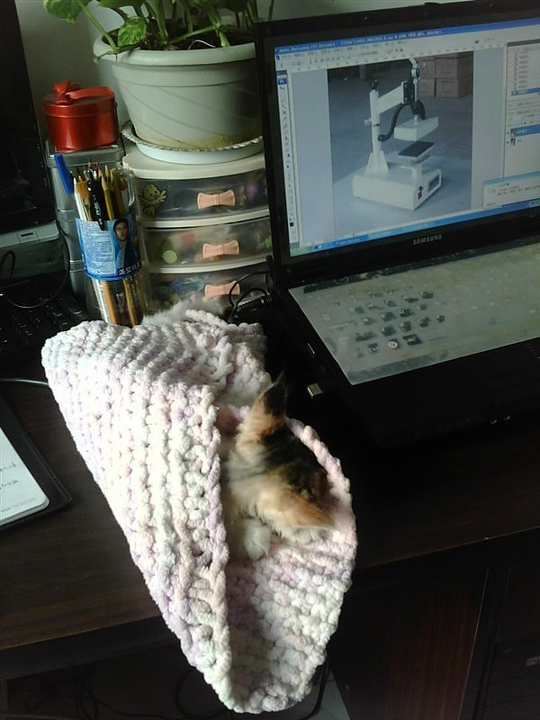 最爱吃草的傲娇小主