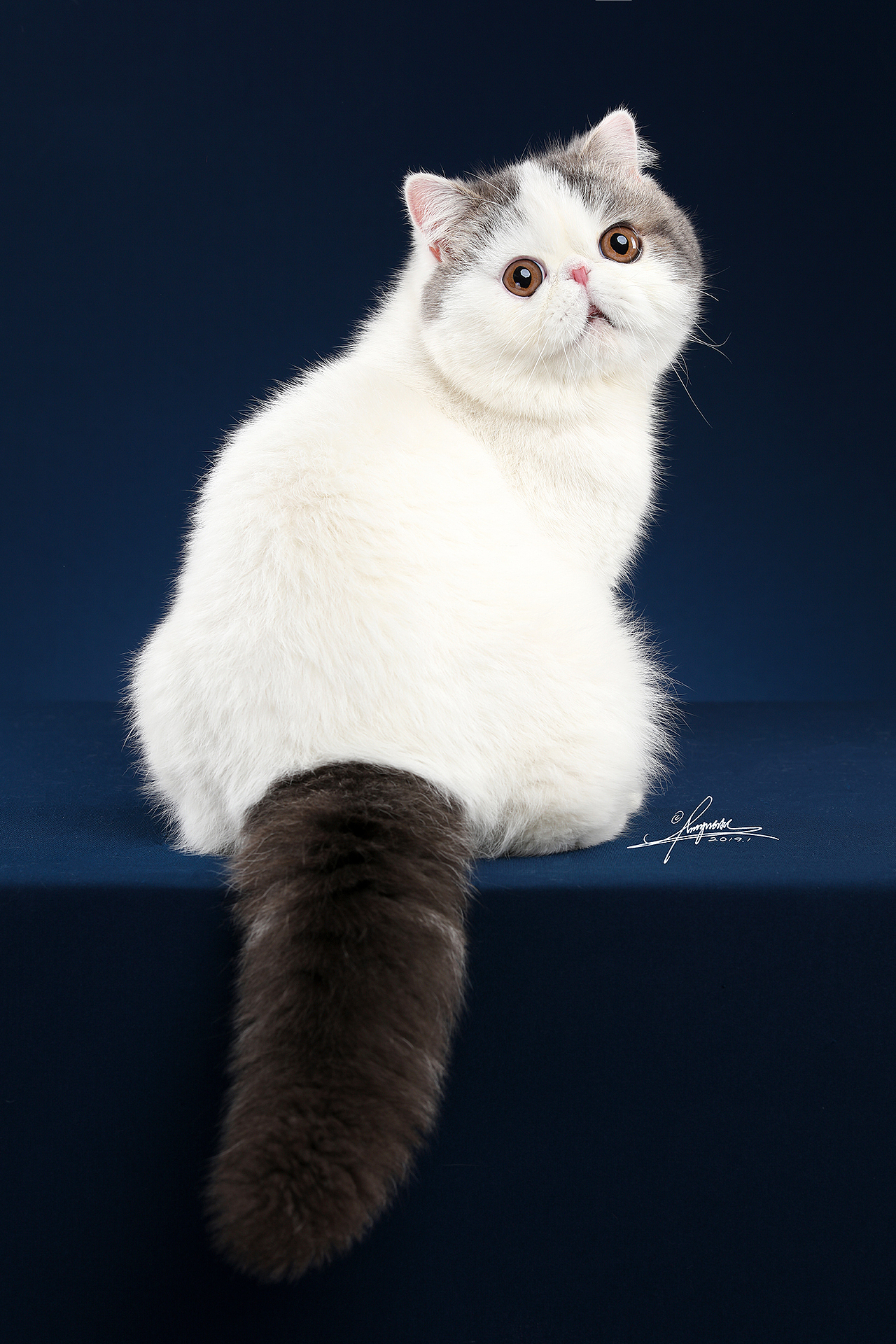 异国短毛猫AMYWORKS,拍摄于四川成都