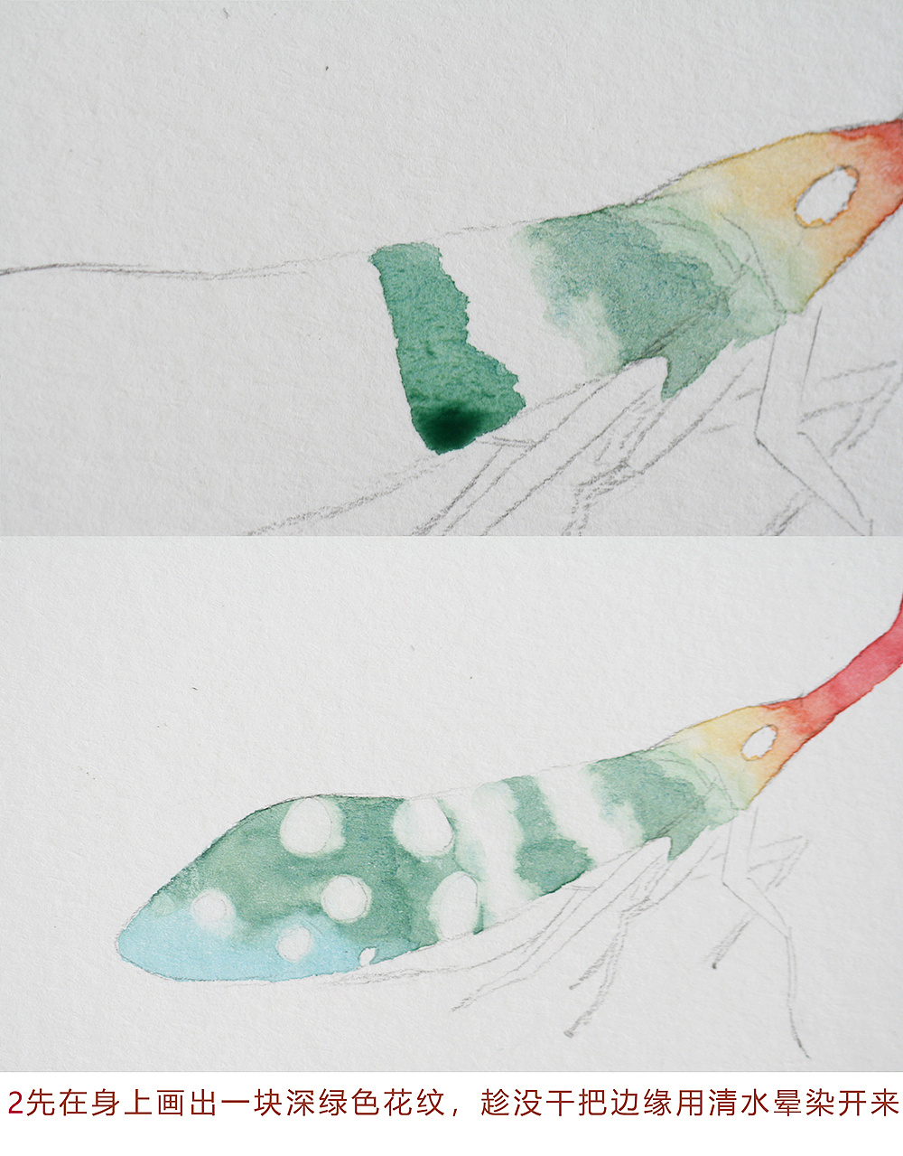 水彩龙眼鸡过程