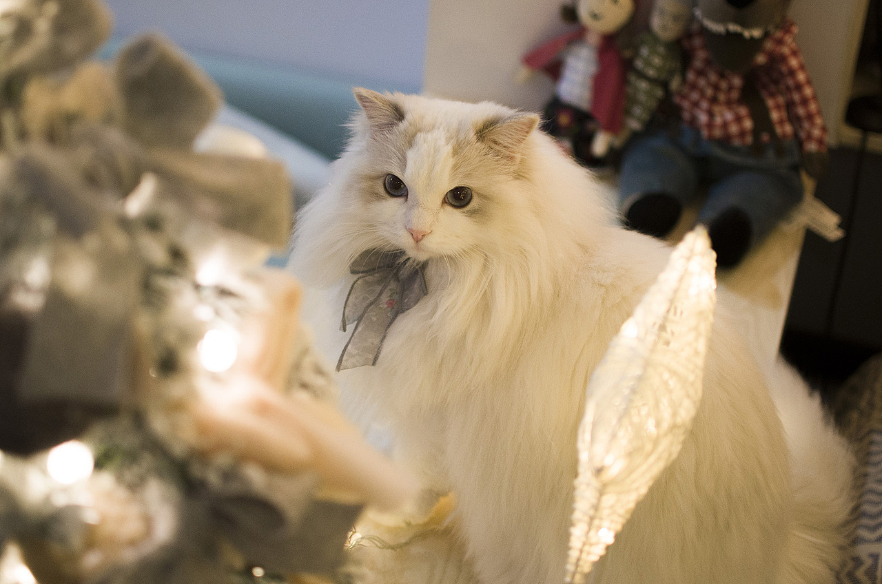 【布偶猫米法】圣诞节快乐！（图ZMTM5Nzk2NjEy） - 宠物摄影 - 站酷设计师猫的脚步声原创素材 - 站酷ZCOOL