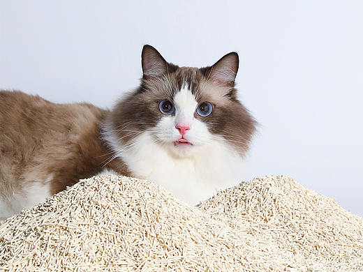 宠物猫砂拍摄 | 长沙黑衣人摄影