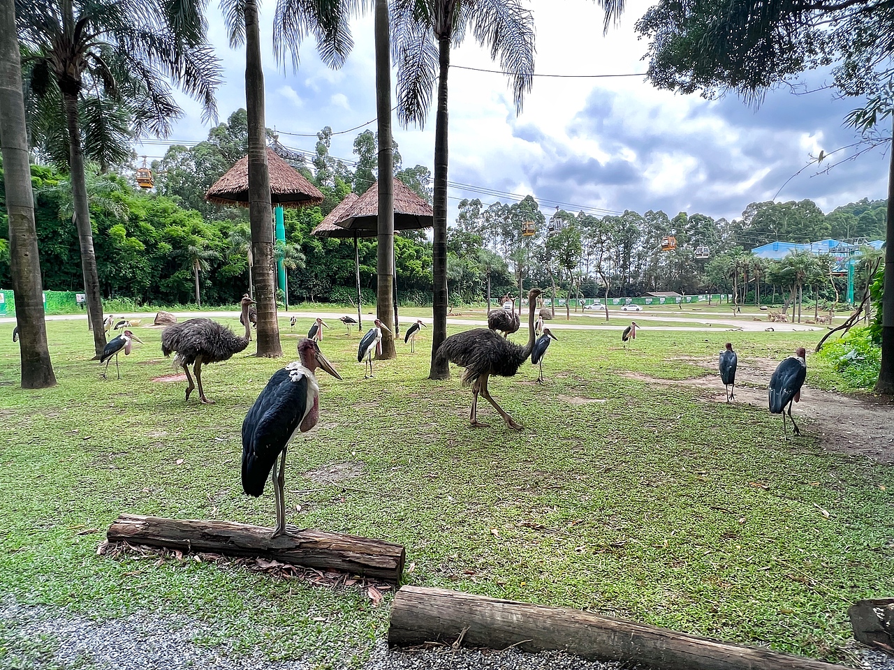 长隆野生动物世界