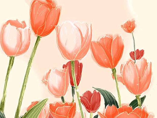 第二幅插画:郁金香🌷